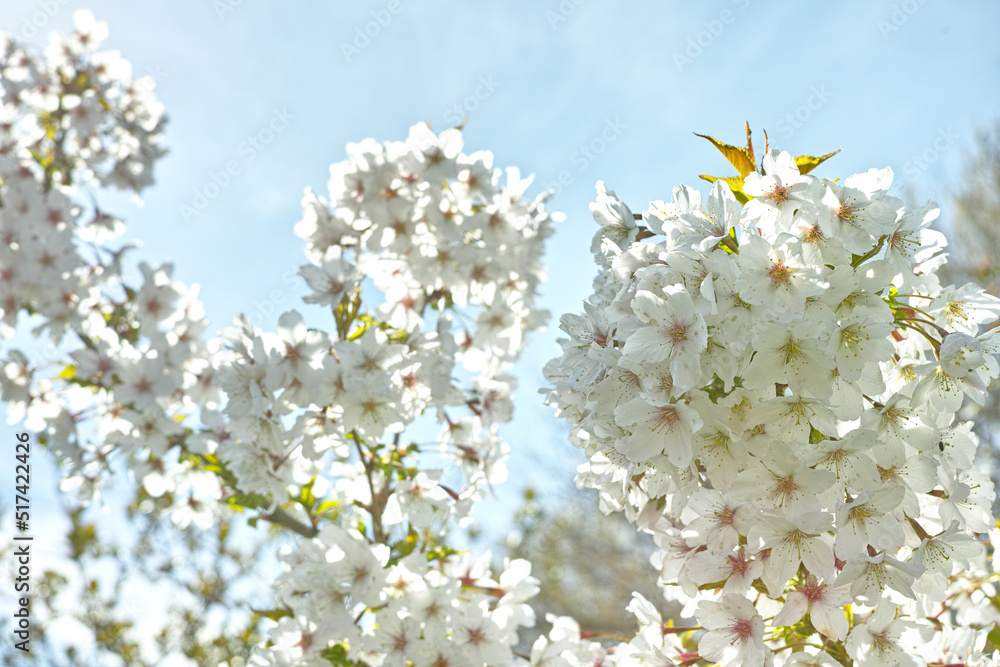 美丽梅花在春季开花的下图。植物生命在自然中
