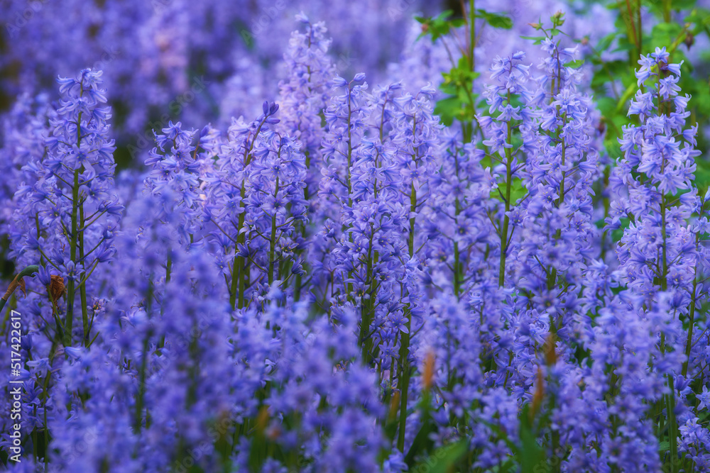 外面春天的紫色花园。蓝铃花scilla siberica田野灌木的景观