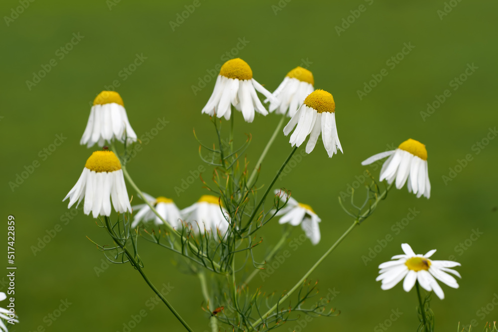花园里菊花丛的特写。精致的白色花朵在a b的映衬下生长