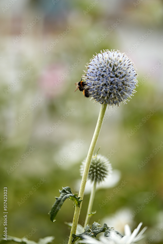蓝色地球蓟在夏天的花园里被蜜蜂授粉，背景是自然。S