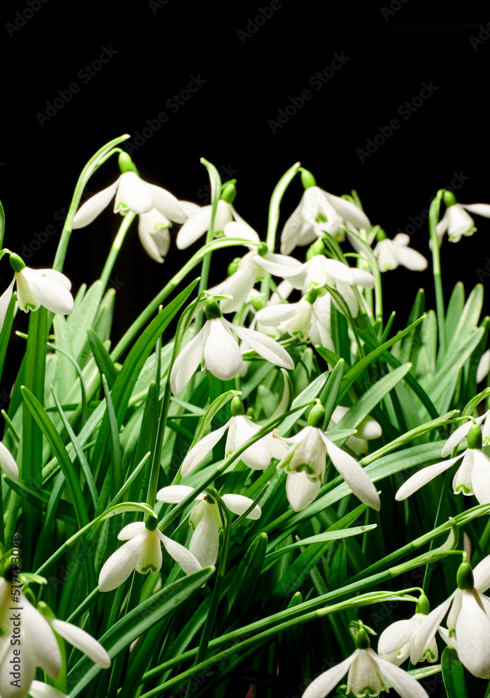 Closeup of a bunch of white common snowdrop flowers growing in studio isolated against a black backg