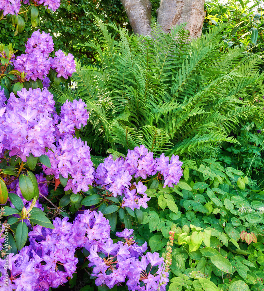 紫色杜鹃花在夏天的植物园里生长。美丽的紫罗兰丛