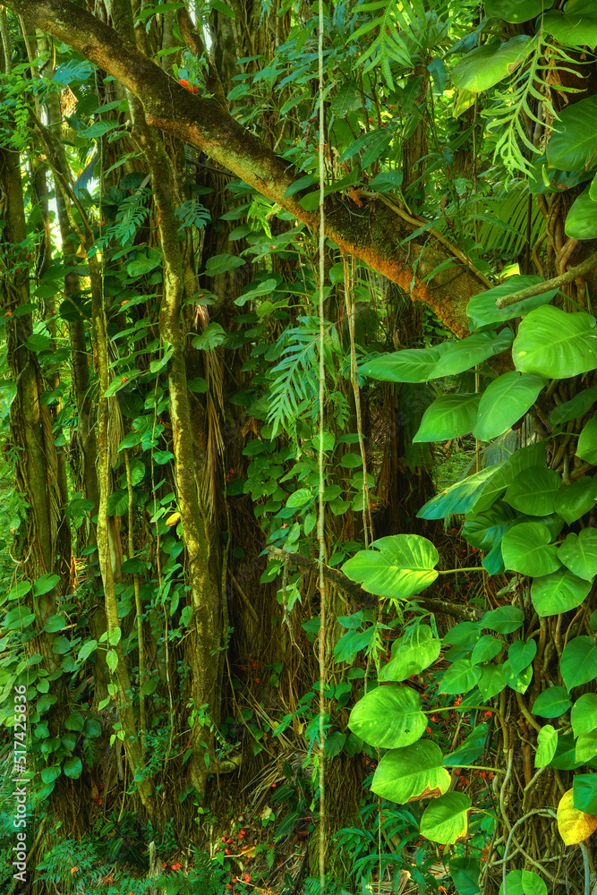 美国夏威夷郁郁葱葱的绿色森林中的树木和灌木。神奇的森林，自然之美，美丽
