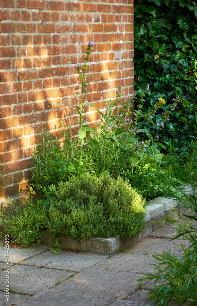 在一个阳光明媚的夏天，一座花园里的房子外面的红砖墙上长着绿色的草本植物