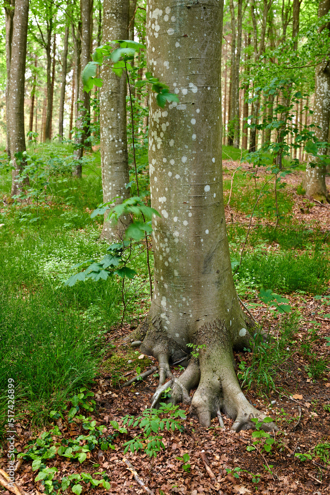 森林中一棵老树干的根。春天的偏远林地，有绿草、植物和藤蔓