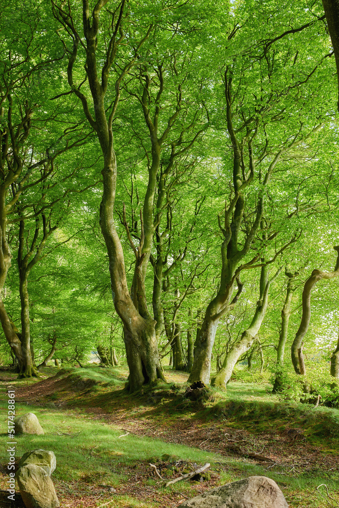 Lush green uncultivated forest trees in spring. Magical and secluded woodland with growing and bloom