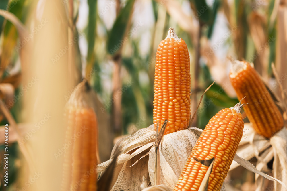 成熟玉米秸秆在农田收割