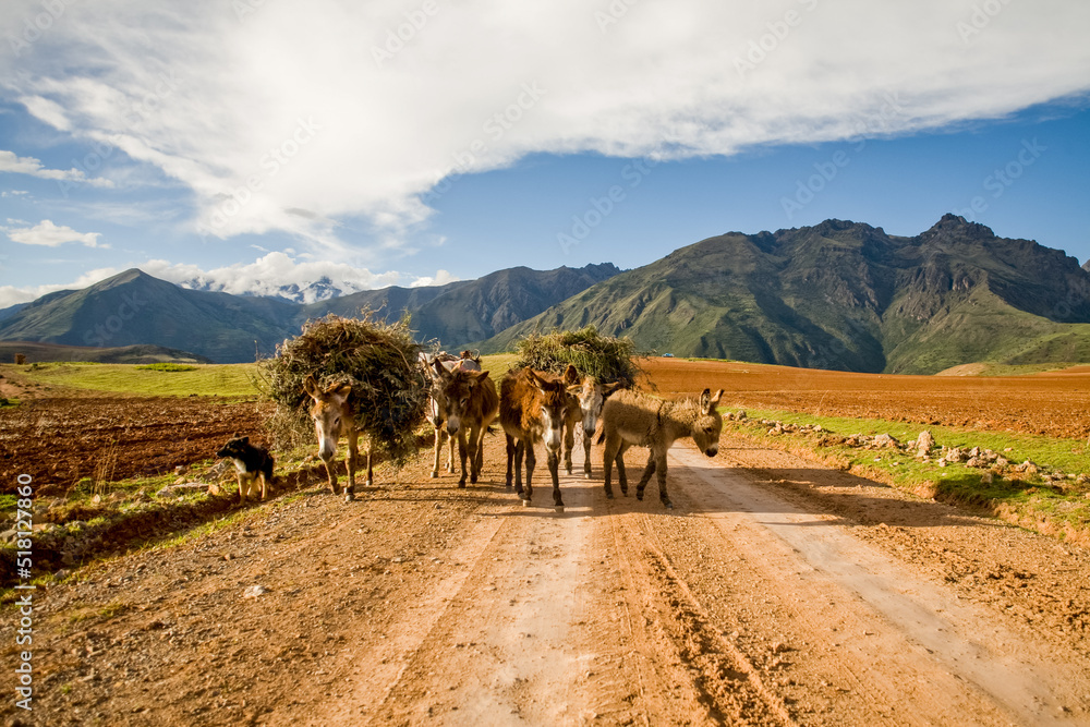Working donkeys in the Area of Salinas de Maras in Peru. Soth America