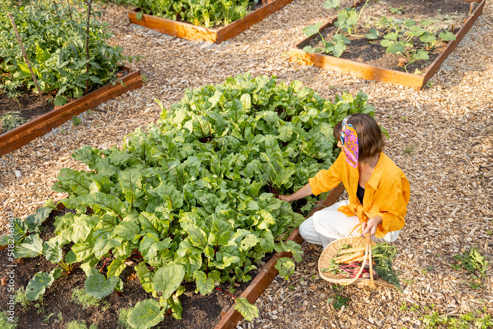 一位年轻女士在家里的花园里采摘甜菜根，种植蔬菜。当地有机食品的概念和