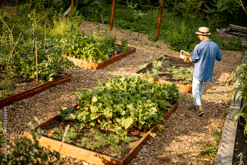一名男子带着收获在自家花园的蔬菜床之间行走，俯视。当地种植的概念