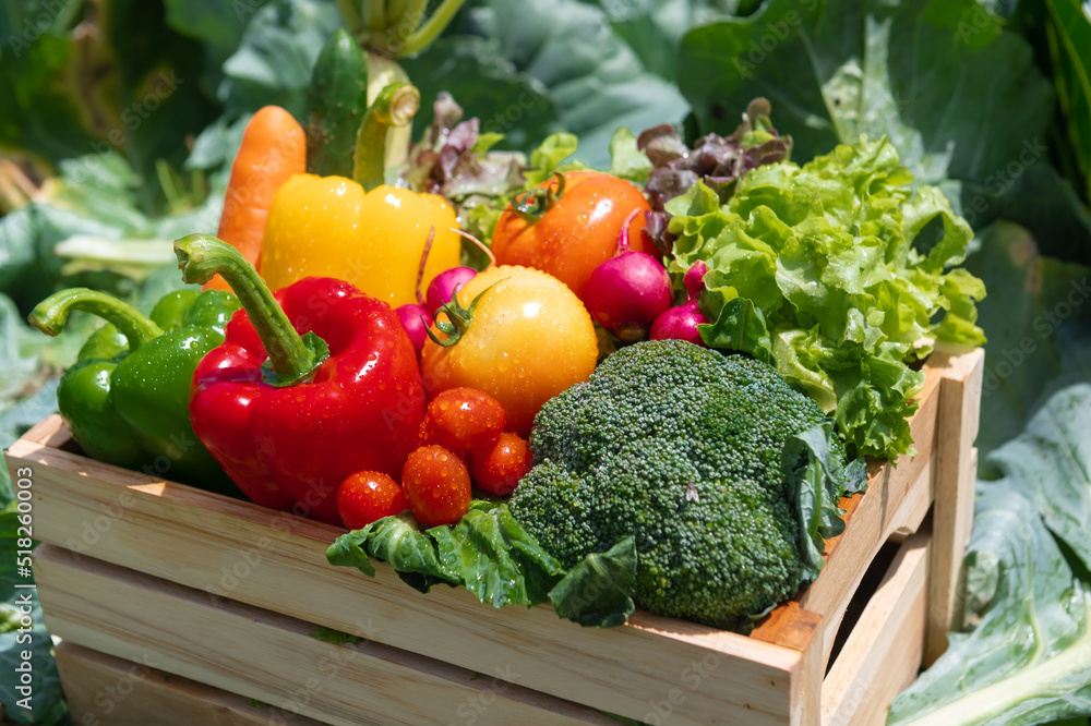 农场里装满新鲜有机蔬菜的木箱。