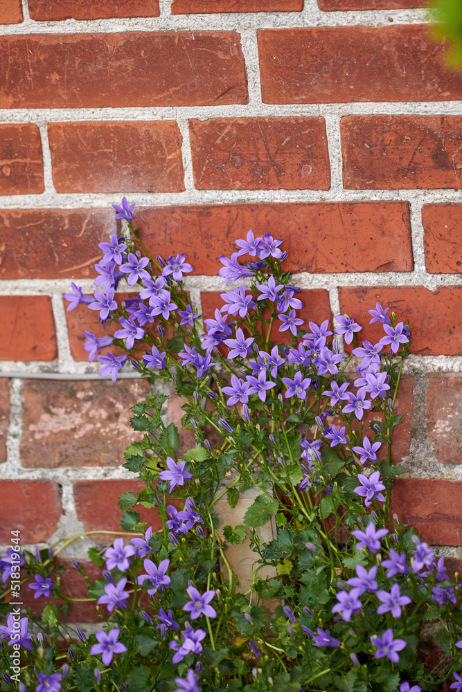 Blue Serbian bellflowers growing against a red brick wall in a secluded and private home garden. Clo