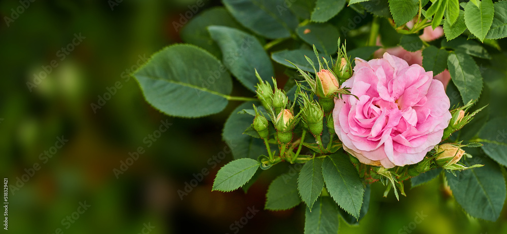 花园里一棵树上盛开的粉红色小狗玫瑰和花蕾。一朵美丽的犬齿玫瑰的特写