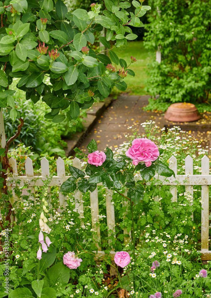 粉红色的法国玫瑰和普通的狐猴花在郁郁葱葱的绿色花园里生长和开花，有白色