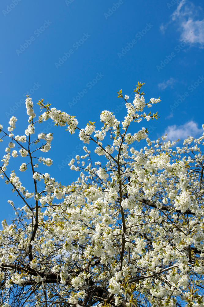 美丽的白色樱花在蓝天背景下绽放。一群花宠