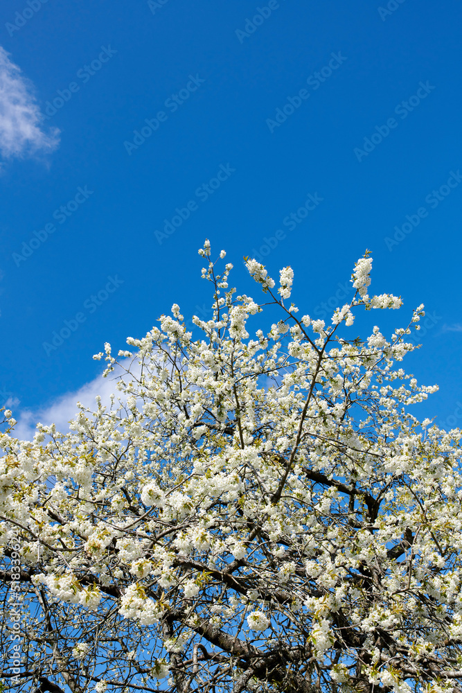 白色日本樱花的枝条在晴朗的蓝天下复制空间背景。精致