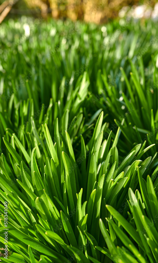 夏天，在户外的花园或公园里，地上长着亮绿色的水牛草