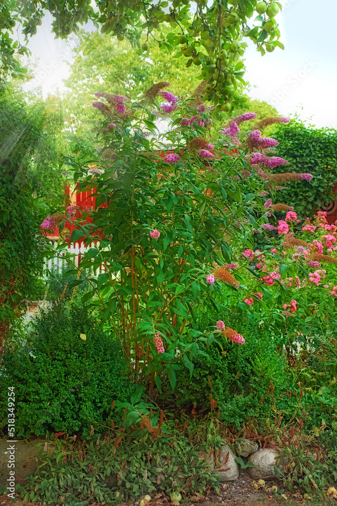 花园梦想。在阳光明媚的日子里，绿色花园里有美丽的蝴蝶丛花，还有复制空间。Lu