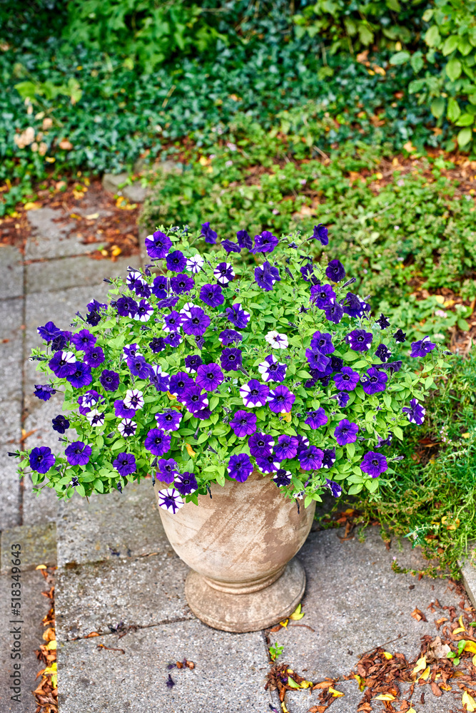 五颜六色的紫色花朵长在户外院子或露台的大花瓶里。美丽的花园牵牛花