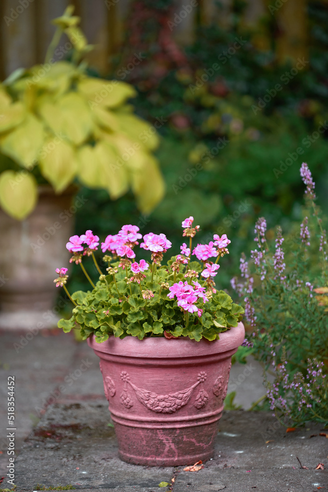 夏天后院花园花瓶里的粉红色花朵。容器里展示的区域天竺葵花朵