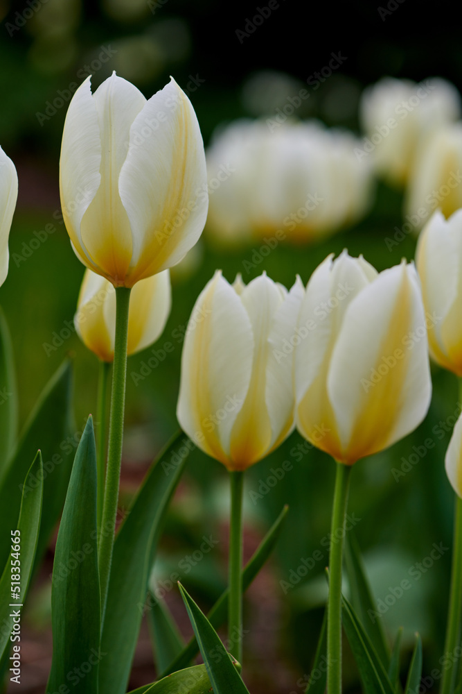 White and yellow tulips growing in a lush garden at home. Pretty flora with vibrant petals and green
