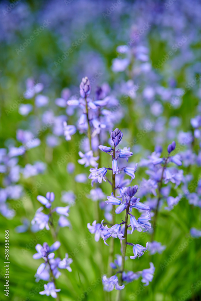 花园里长着五颜六色的紫色花朵。美丽的西班牙风铃草或风信子特写