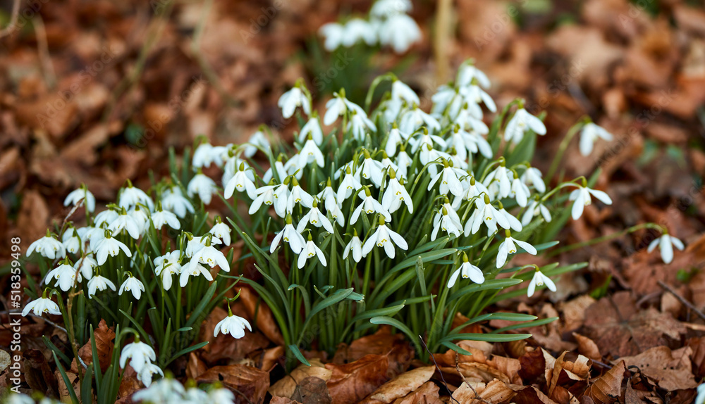Closeup of a many fresh Snowdrops growing in wild bunches in a forest. Zoom in on white seasonal flo