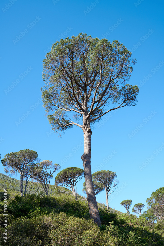 一棵高大的松树，坐落在明亮美丽的山景中，春天有绿色的植物群。景观
