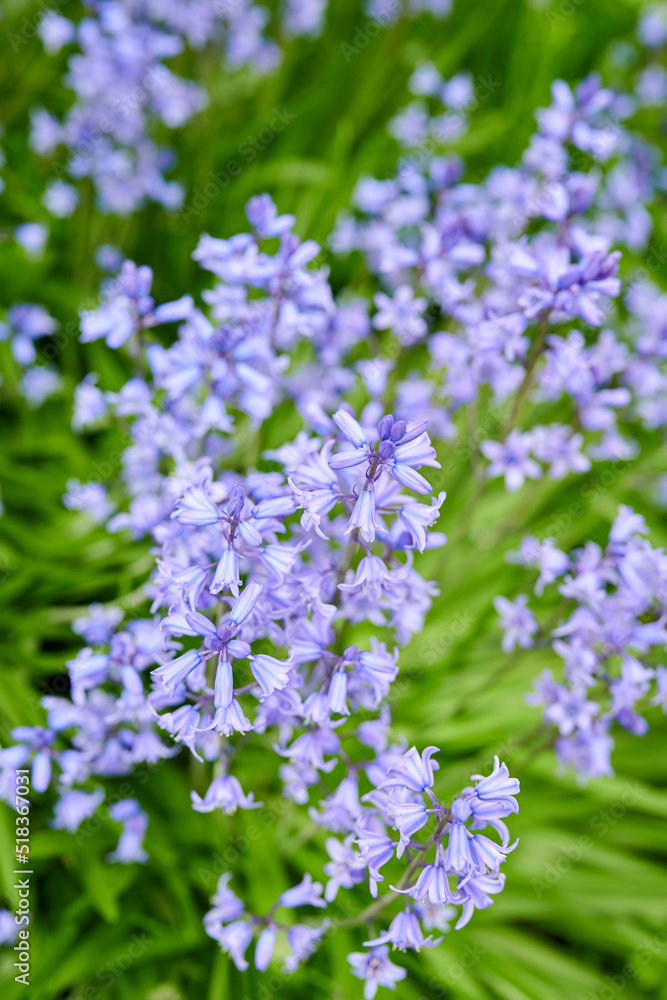 Spanish bluebell flowers, a species of Hyacinthoides, blooming and blossoming in a field or botanica