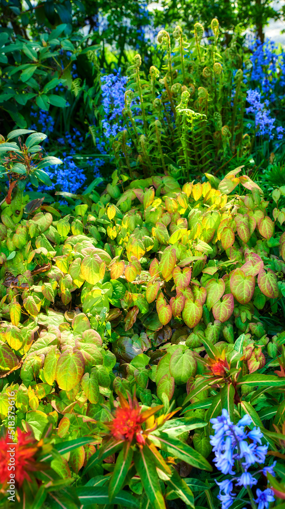 五颜六色的花园，有不同的植物和花朵作为复制空间。过度生长的后院，有明亮的蓝光