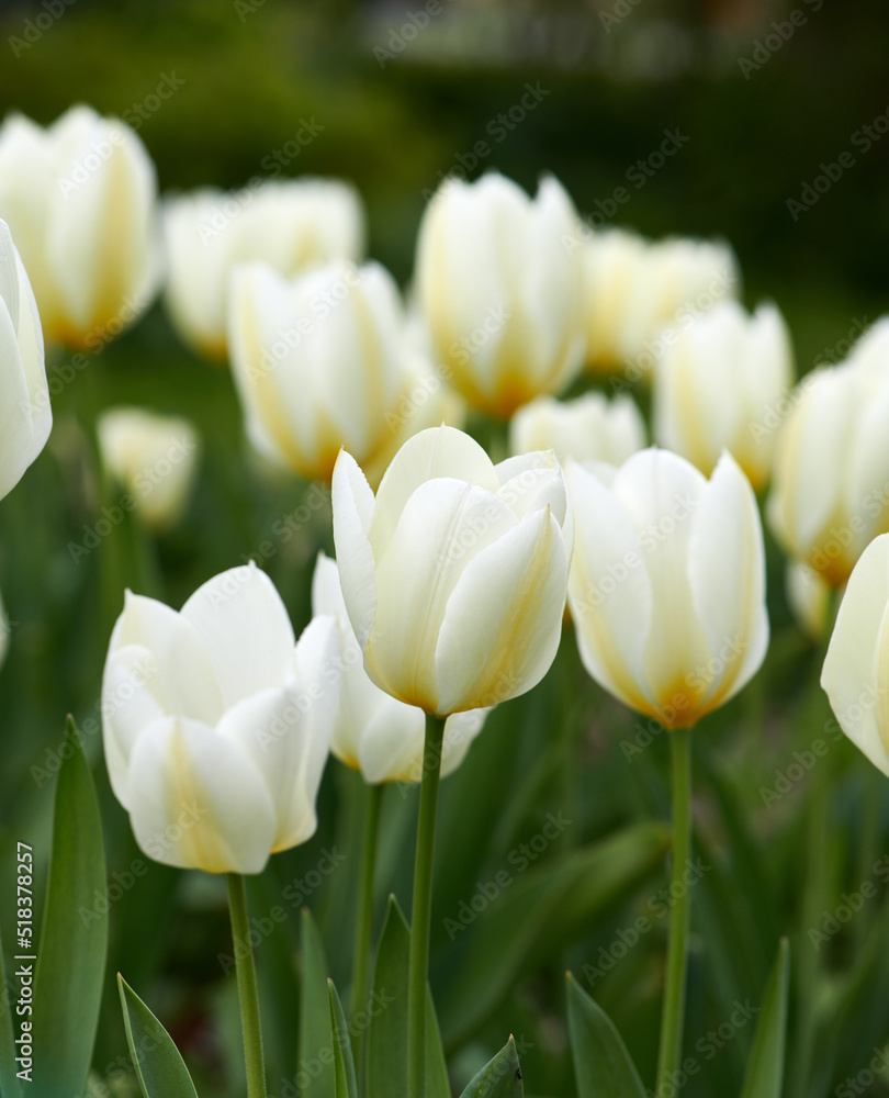 我花园里的郁金香。白色郁金香在郁郁葱葱的绿色家庭花园里生长、开花