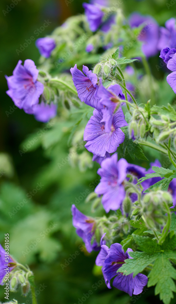 Himalayan cranesbill flowers, a species of geraniums growing in a field or botanical garden. Plants 