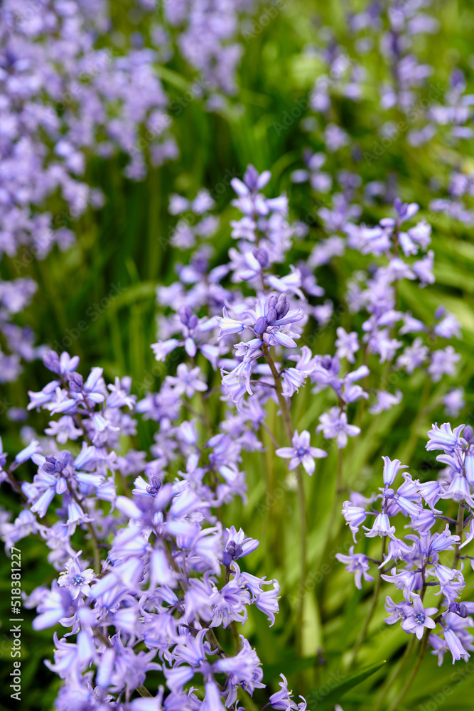 春日花园里长出充满活力的蓝铃花。美丽的紫色pla的特写细节