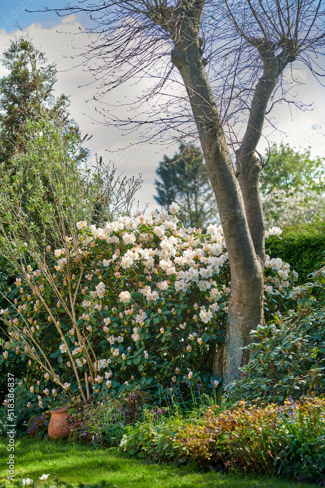 春天花园里长着白色杜鹃花。后院里长着漂亮的灌木