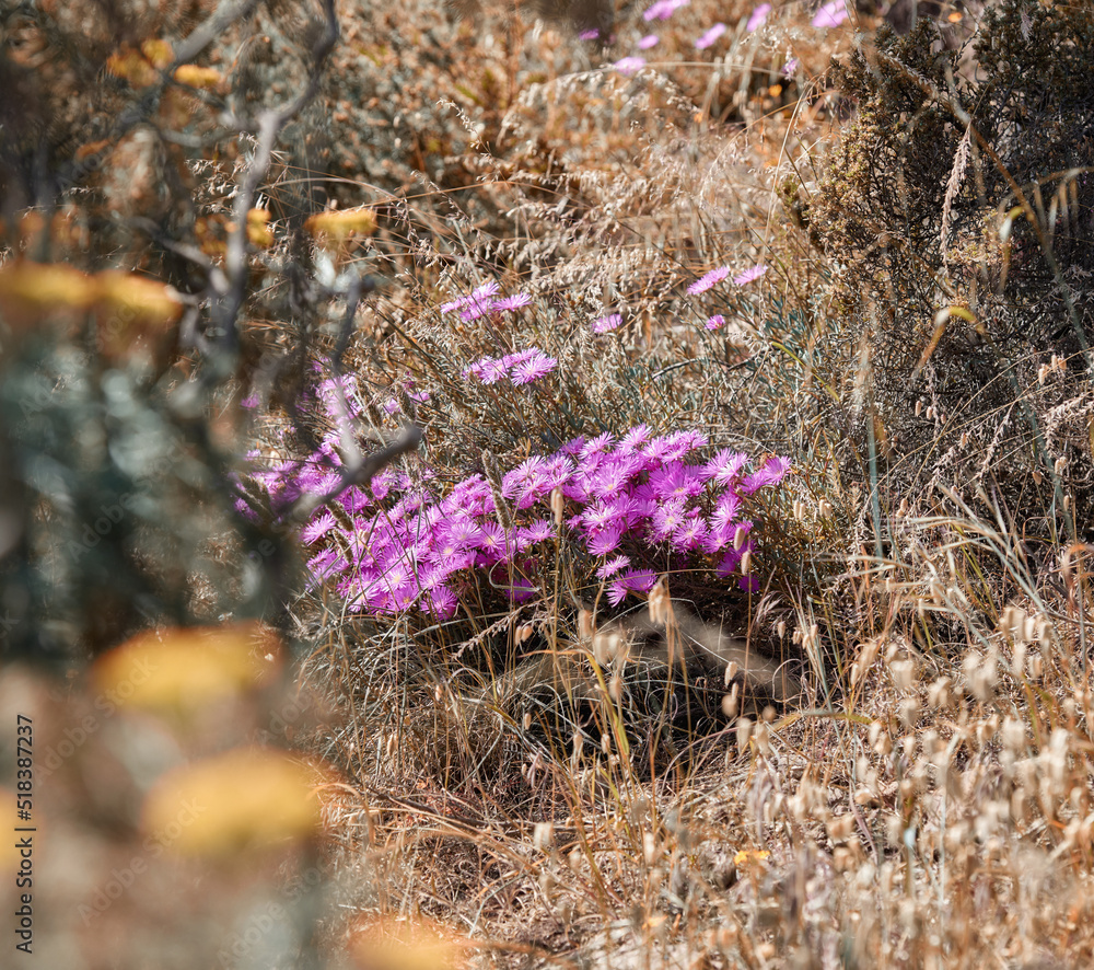 粉红色的蔓生冰植物花生长在偏远乡村草地干燥的秋草中，田野o