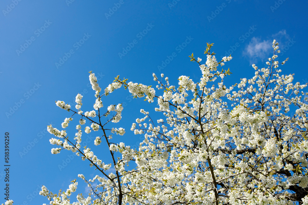 蓝天下的白色樱花树，有复制空间。美丽的花朵长在树枝上