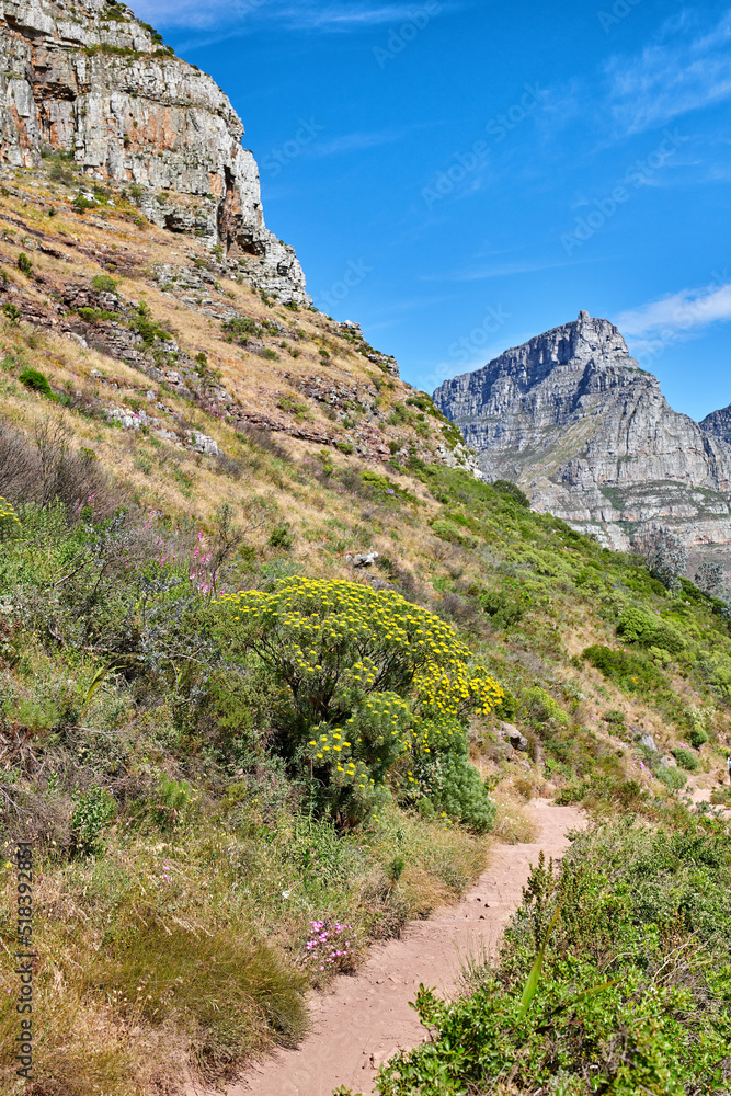 南非开普敦桌山风景徒步小径，鲜花盛开，郁郁葱葱