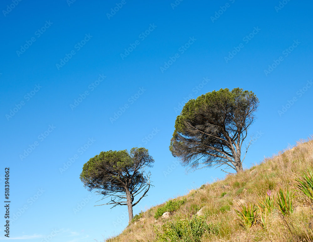 生长在山坡上的树木，背景是晴朗的蓝天，有复制空间。遥远而遥远