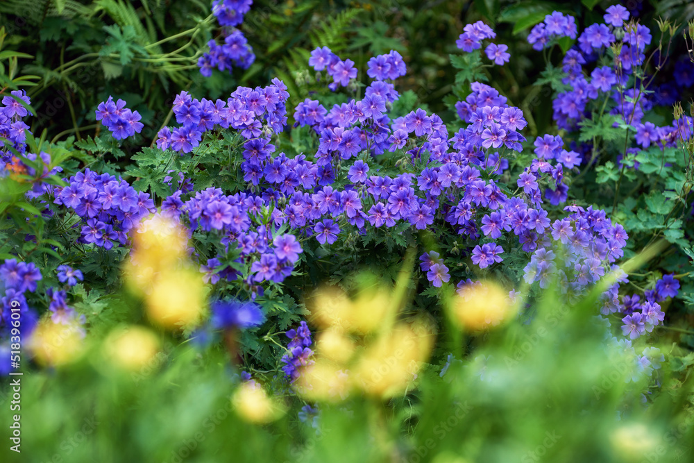 Closeup of purple Geranium flowers growing in a green garden with bokeh. Macro details of vibrant fl