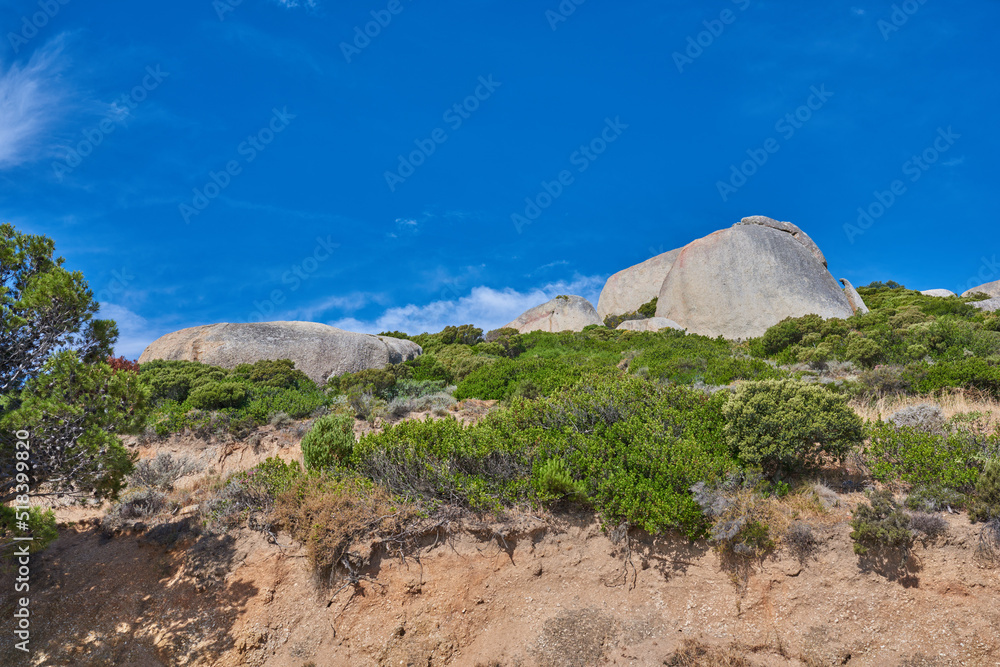 Plants and shrubs growing on a cliff on Table Mountain in Cape Town in South Africa with a clear blu