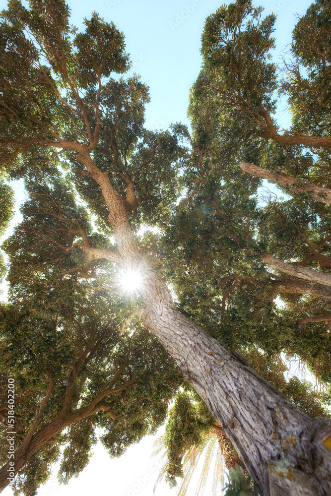 阳光透过树枝照射在晴朗的蓝天背景下。低角度自然景观