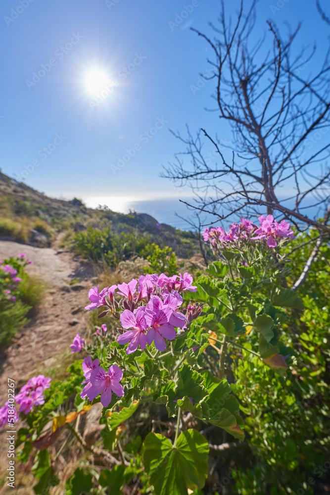 美丽的天竺葵花在徒步旅行的小径上，蓝天、阳光和大海在背后