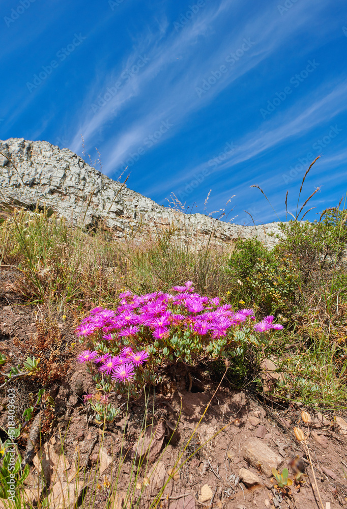 Drosanthemum花生长在岩石山地上，夏日背景是蓝天。圆周率