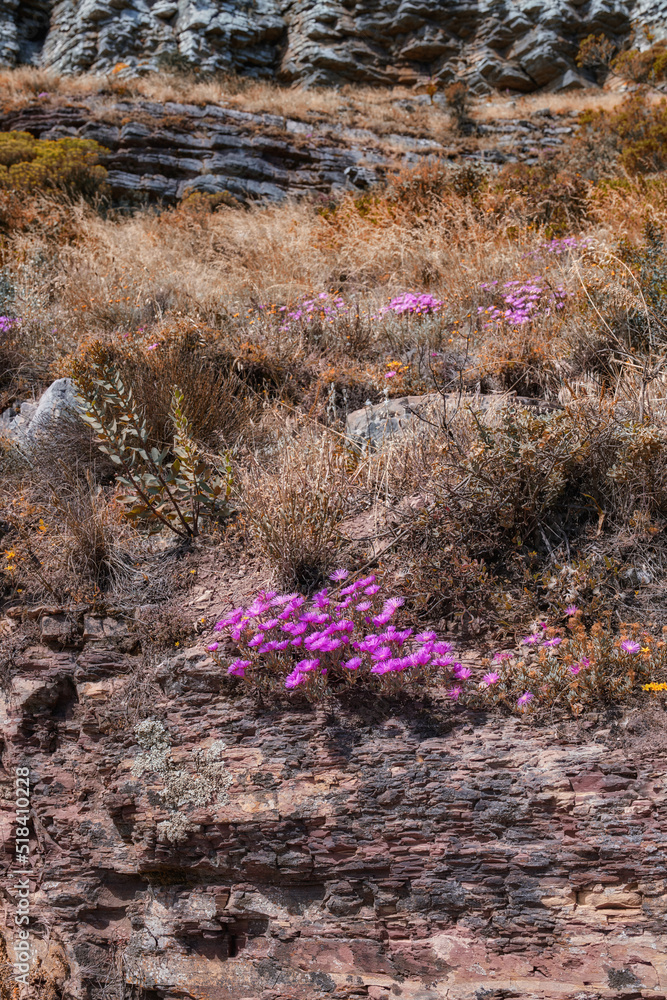 山坡上有棕色植物和鲜艳的紫色花朵，有复制空间。靛蓝干燥的芬博斯和
