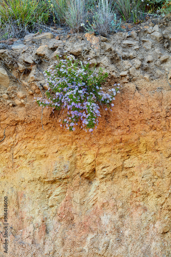 生长在南非开普敦桌山悬崖上的紫色芬博斯花。灌木和