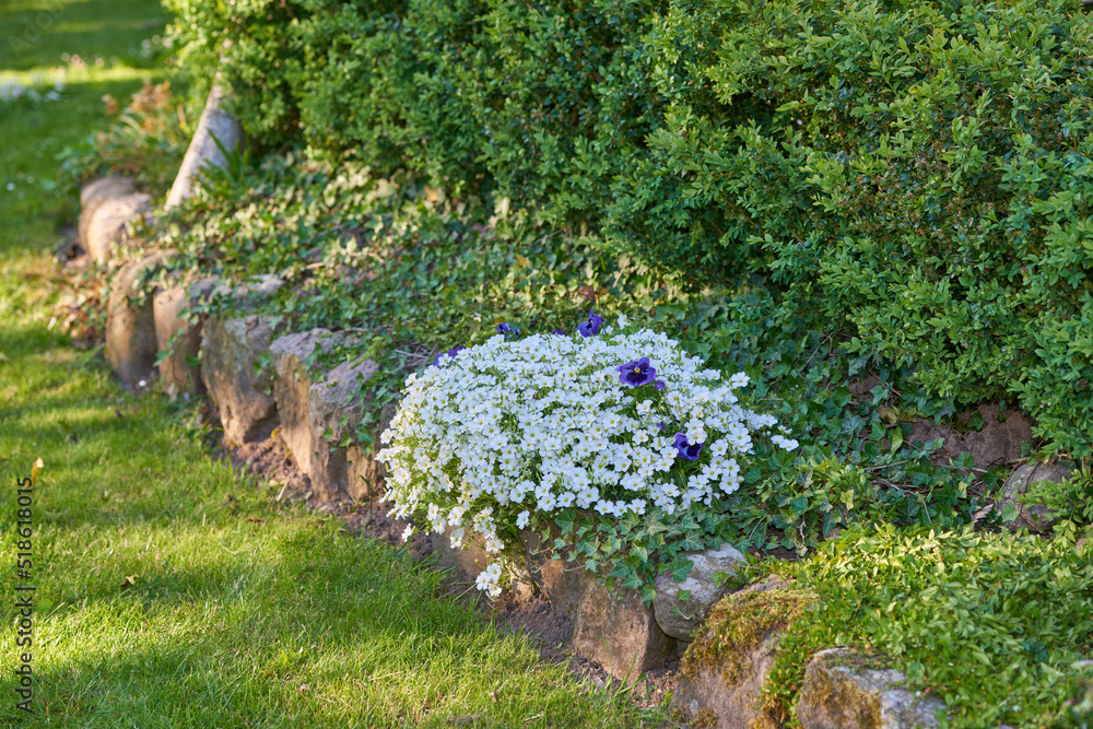 白色尘土飞扬的米勒花和紫色的三色堇花正在生长，在郁郁葱葱、绿色和风景优美的家庭中开花