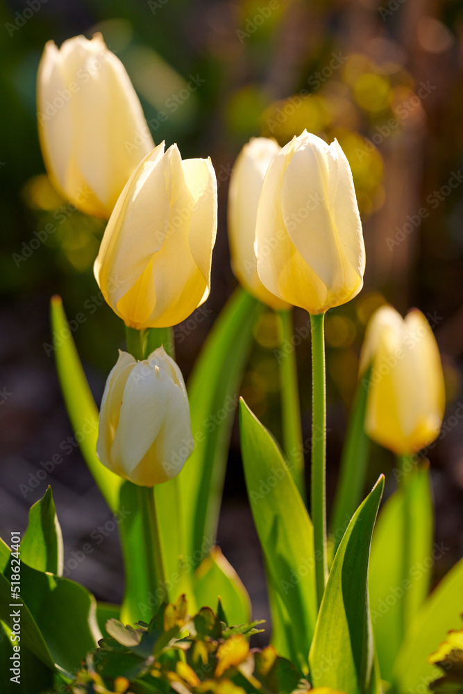 夏天后院花园里美丽的白色郁金香。多年生开花植物在纳图盛开