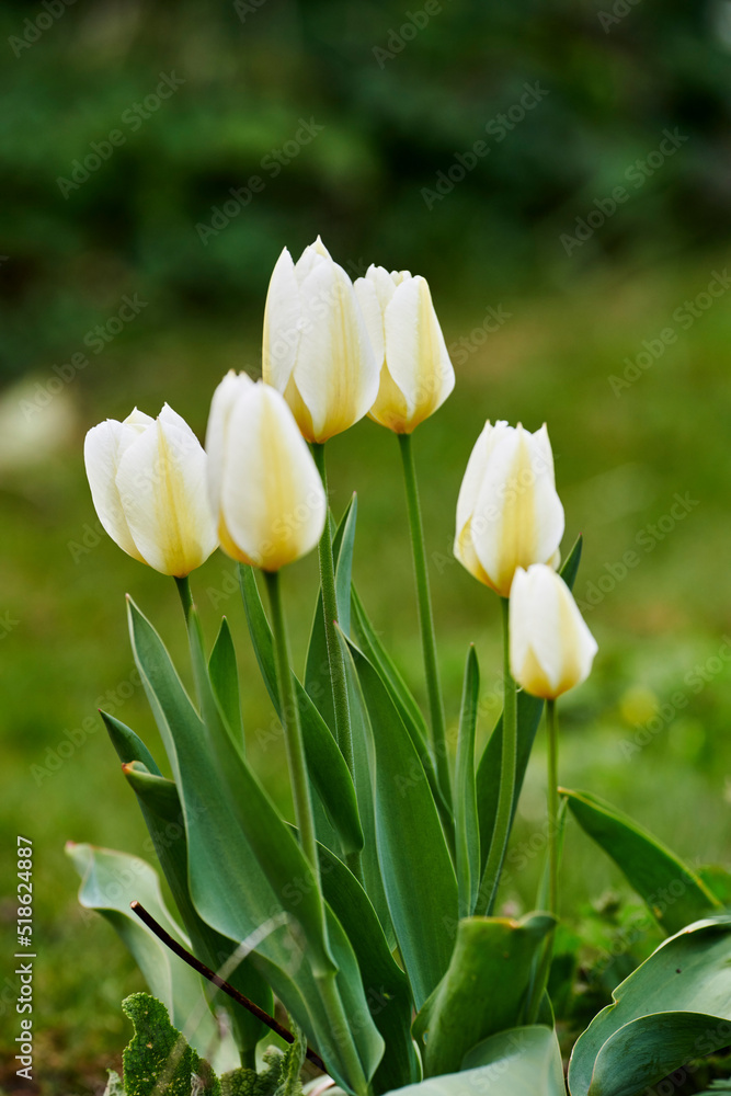 White garden tulips growing in spring. Closeup of didiers tulip from the tulipa gesneriana species w