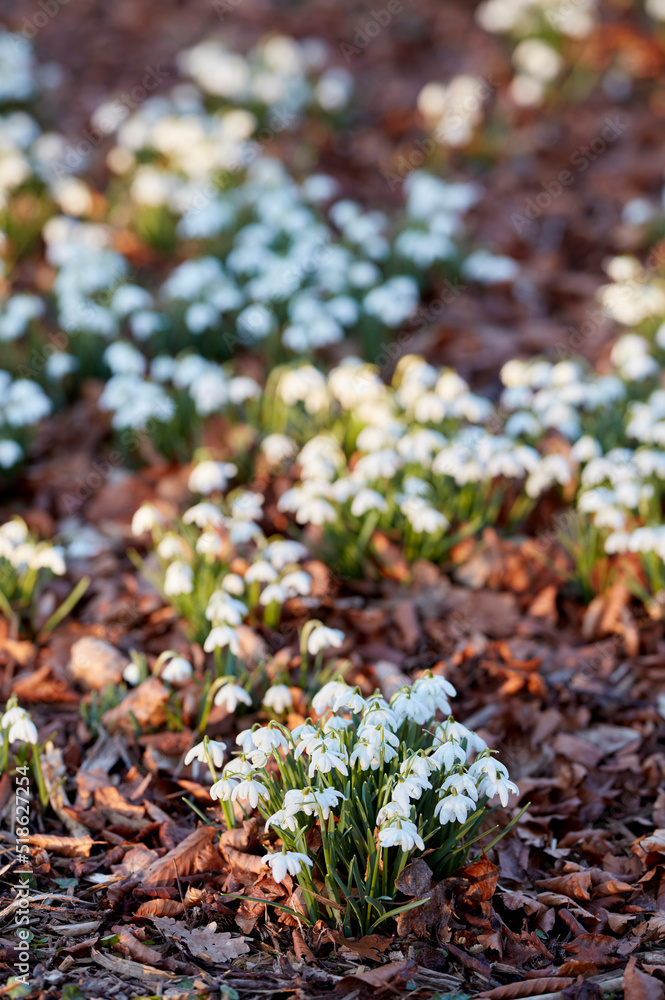 Garden with Galanthus Nivalis flowers growing on a sunny spring day. Vibrant white plants bloom outd