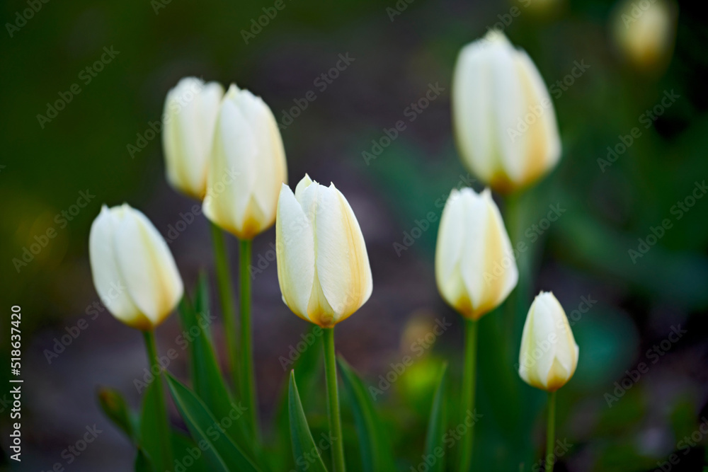 春天，黄色和白色的郁金香在外面院子里郁郁葱葱的花园里开花。特写风景